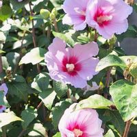 ムクゲ,クスノキ,いつもありがとう♡,花散歩,日比谷公園の画像