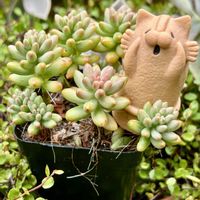 オーロラ,多肉植物,❤️いいね、ありがとう,神奈川県,つぶつぶの日の画像