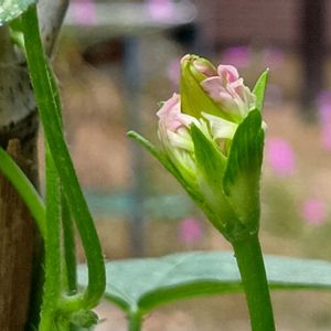 アサガオ  スプリットペタル,西洋朝顔スプリットペタル,花のある暮らし,大事に育てたい,キュンキュン乙女倶楽部の画像