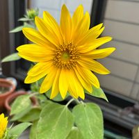 ヒマワリ,可愛い,ビタミンカラー,花のある暮らし,千葉県の画像