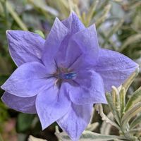 キキョウ,桔梗,八重咲きキキョウ,ベランダガーデニング,花のある暮らしの画像