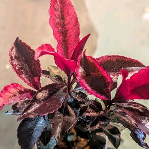 斑入り,万両,万両〈紅孔雀〉,植物のある暮らし,botanical lifeの画像
