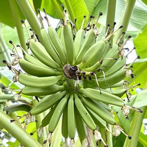 バナナ,地植え,南国フルーツ,南国の植物,幸せの画像