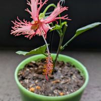ハイビスカス,ハイビスカス レッドフラミンゴ,ハイビスカスの挿し木,おうち園芸,ベランダの画像