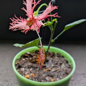 ハイビスカス,ハイビスカス レッドフラミンゴ,ハイビスカスの挿し木,おうち園芸,ベランダの画像