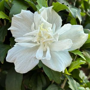 ムクゲ,公園,花壇,ガーデニング,庭木の画像