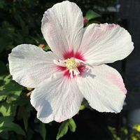 ムクゲ,ムクゲ,公園,花壇,ガーデニングの画像