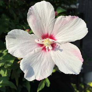 ムクゲ,ムクゲ,公園,花壇,ガーデニングの画像