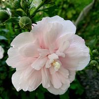ミソハギ,ムクゲ,ムクゲ,ムクゲ,今日のお花の画像