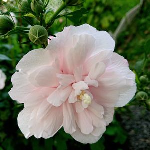 ミソハギ,ムクゲ,ムクゲ,ムクゲ,今日のお花の画像