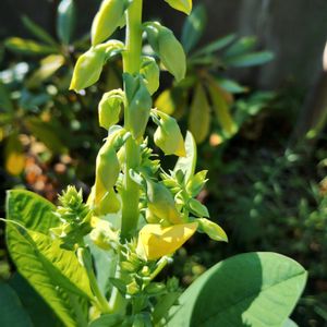 ディオスコレア 亀甲竜,ベビーマラカス（コガネタヌキマメ）,植中毒,GSに感謝。,植物大好きの画像