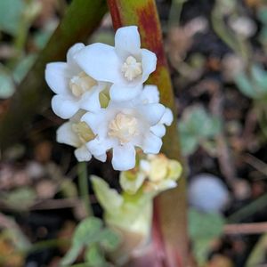 スズラン,鉢植え,ガーデニング,山野草,多年草の画像