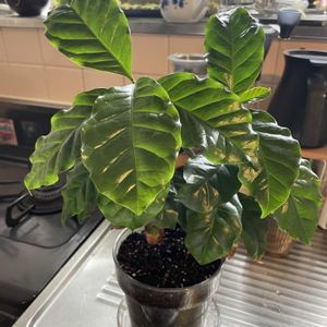 コーヒーの木,多肉植物,観葉植物,植物のある暮らしの画像