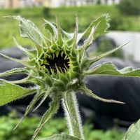 センニチコウ,タマスダレ,ヒマワリ,キバナコスモス,ありがとうおめでとうの画像