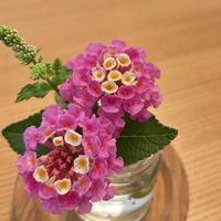 ミント,ランタナ,花のある暮らし,花のある生活,キュンキュン乙女倶楽部の画像