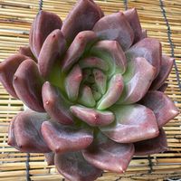 エルブンナイト,多肉植物,多肉植物とサボテン,タニラー,多肉植物大好きの画像