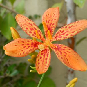 ヒオウギ,Iris domestica,鉢植え,花のある暮らし,植物のある暮らしの画像