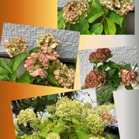 アジサイ,エキナセア,紫陽花,秋色　紫陽花,エキナセア　秋色の画像