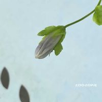 カンパニュラ,植物のある暮らし,植物の生命力,金曜日の蕾たち,玄関アプローチの画像