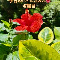 ハイビスカス,ハイビスカス ロングライフ,インドアハイビスカス サニーシティー,ワイルド,インドアグリーンの画像