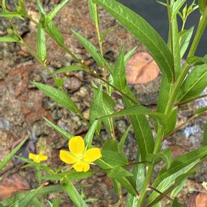 ヒレタゴボウ,鰭田牛蒡（ヒレタゴボウ）,黄色い花,かわいい雑草,水辺の植物の画像