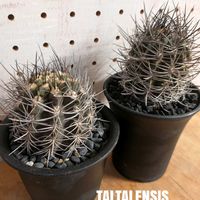 サボテン,エリオシケ タルタレンシス,Eriosyce subgibbosa v. nigrihorrida,サボテン科,屋外管理の画像