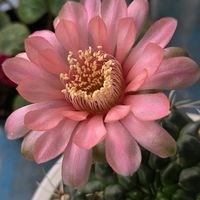 ハイビスカス,緋花玉,サボテンの花,夜景,ありがとう♡の画像