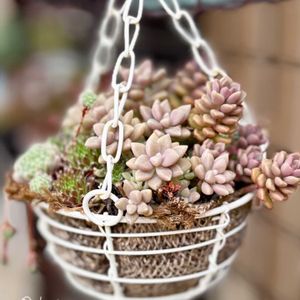 多肉植物,癒し,植物のある暮らし,多肉植物のある暮らし,植物大好きの画像
