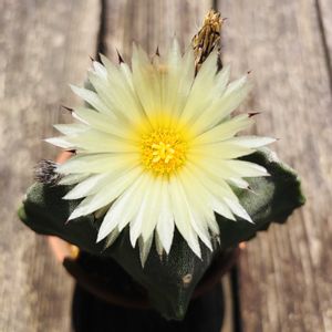 鸞鳳玉,アストロフィツム複隆鸞鳳玉,多肉植物,鉢植え,ダイソーの画像