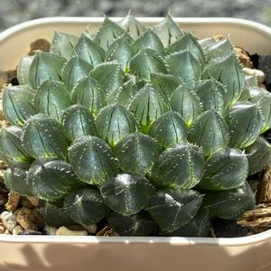 ハオルチア,多肉植物,ハオルチア属,多肉植物のある暮らし,窓辺の画像