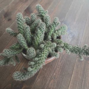 サボテン,サボテン,サボテンたち,ヒモサボテン,サボテン科の画像