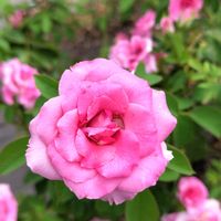 ピンクワールドへ ようこそ,広い庭,お出かけ先の画像