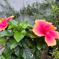 ハイビスカス,赤い花,お散歩,ビックリ！！,綺麗の画像