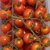 ミニトマトの画像