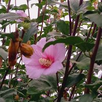 マリーゴールド,ムクゲ,地植え,ガーデニング,我が家の画像
