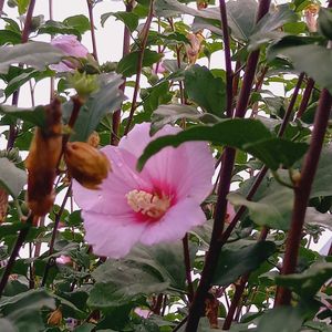 マリーゴールド,ムクゲ,地植え,ガーデニング,我が家の画像