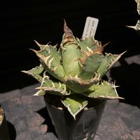 アガベ,多肉植物,初心者,玄関,玄関アプローチの画像
