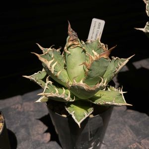 アガベ,多肉植物,初心者,玄関,玄関アプローチの画像