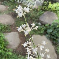 ヤブミョウガ,山野草,放置栽培,神奈川県,山野草大好き協会の画像