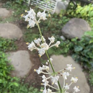 ヤブミョウガ,山野草,放置栽培,神奈川県,山野草大好き協会の画像
