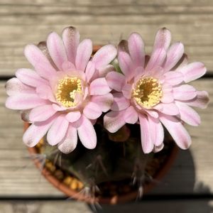 牡丹玉,多肉植物,鉢植え,ダイソー,開花の画像