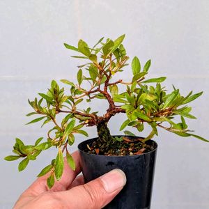 日の丸 皐月,盆栽,ミニ盆栽,盆栽苗木,まめ盆栽の画像