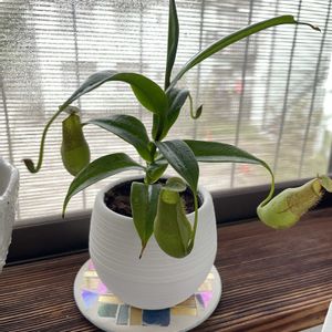 ネペンテス,ウツボカズラ,グラシリス,多肉植物,観葉植物の画像