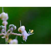 ヤブミョウガ,広い庭の画像