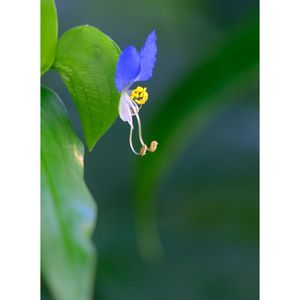 ツユクサ,広い庭の画像