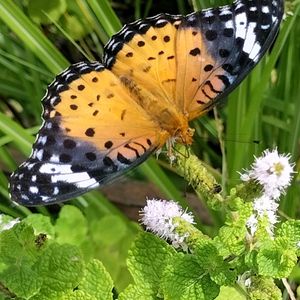 夏休み,小さな畑,花と蝶　蝶と花,小さな庭の画像