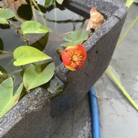 ベニコウホネ,ベニコウホネ,ベニコウホネ,開花,可愛いの画像