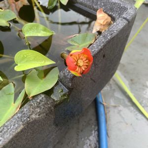 ベニコウホネ,ベニコウホネ,ベニコウホネ,開花,可愛いの画像