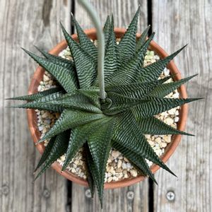 多肉植物,鉢植え,花芽,ハオルチア属,開花の画像