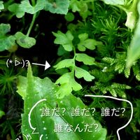 ユキノシタ,アロカシア　シルバードラゴン,苔テラリウム,つぶやき,北海道の画像